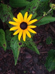 walking, Minneapolis, Minnesota, Pictures, Reflections