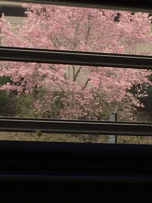 View from shuttle from Reagan Airport in Washington, DC - Cherry Blossom weekend was in full swing.