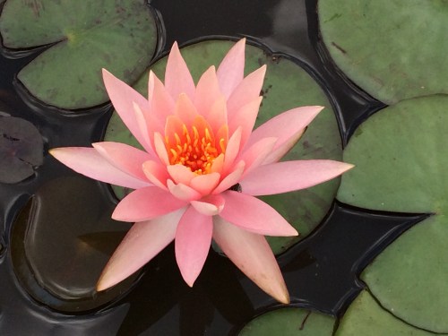 Water Lilly, flowers, Boonsboro, Maryland